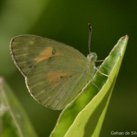 Colotis amata Fabricius, 1775